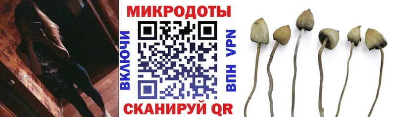 Купить где  Бородино  Галлюциногенные грибы Cubensis 